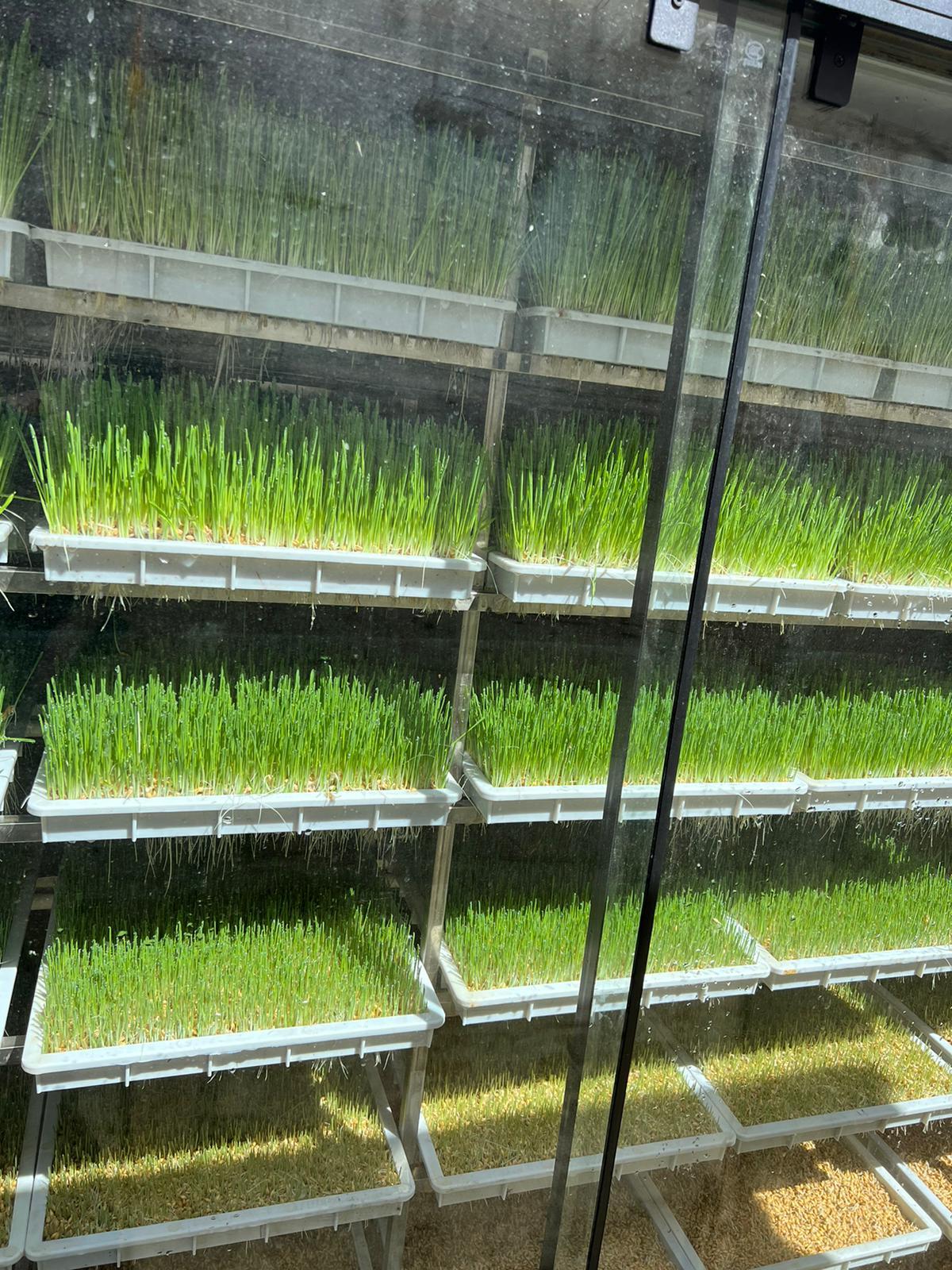 Conteneur hydroponique de production de fourrage vert
