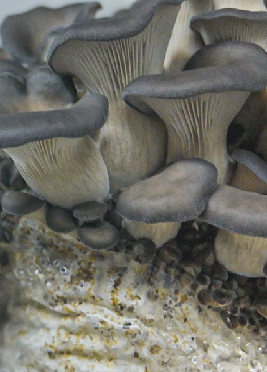 Ferme-conteneur à champignons